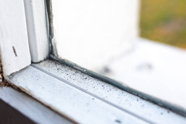Best Basement Mold Removal  in Bennettsville, SC