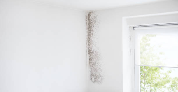 Asbestos and Lead Testing During Mold Inspection in Bennettsville, SC