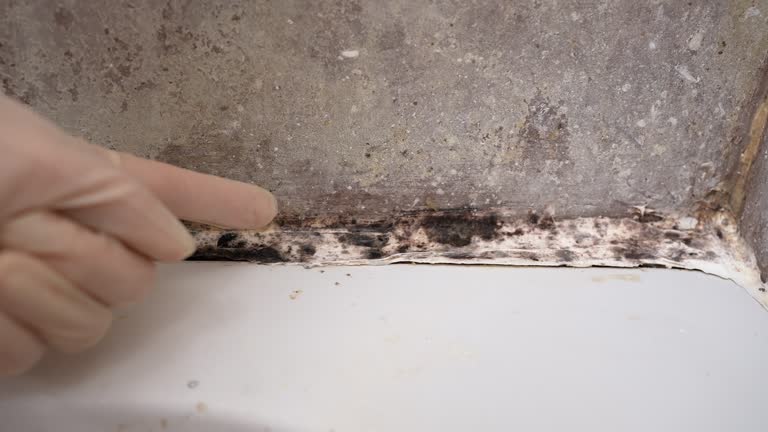 Bennettsville, SC Mold Removal Company
