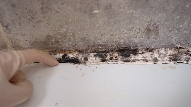Best Emergency Mold Remediation  in Bennettsville, SC